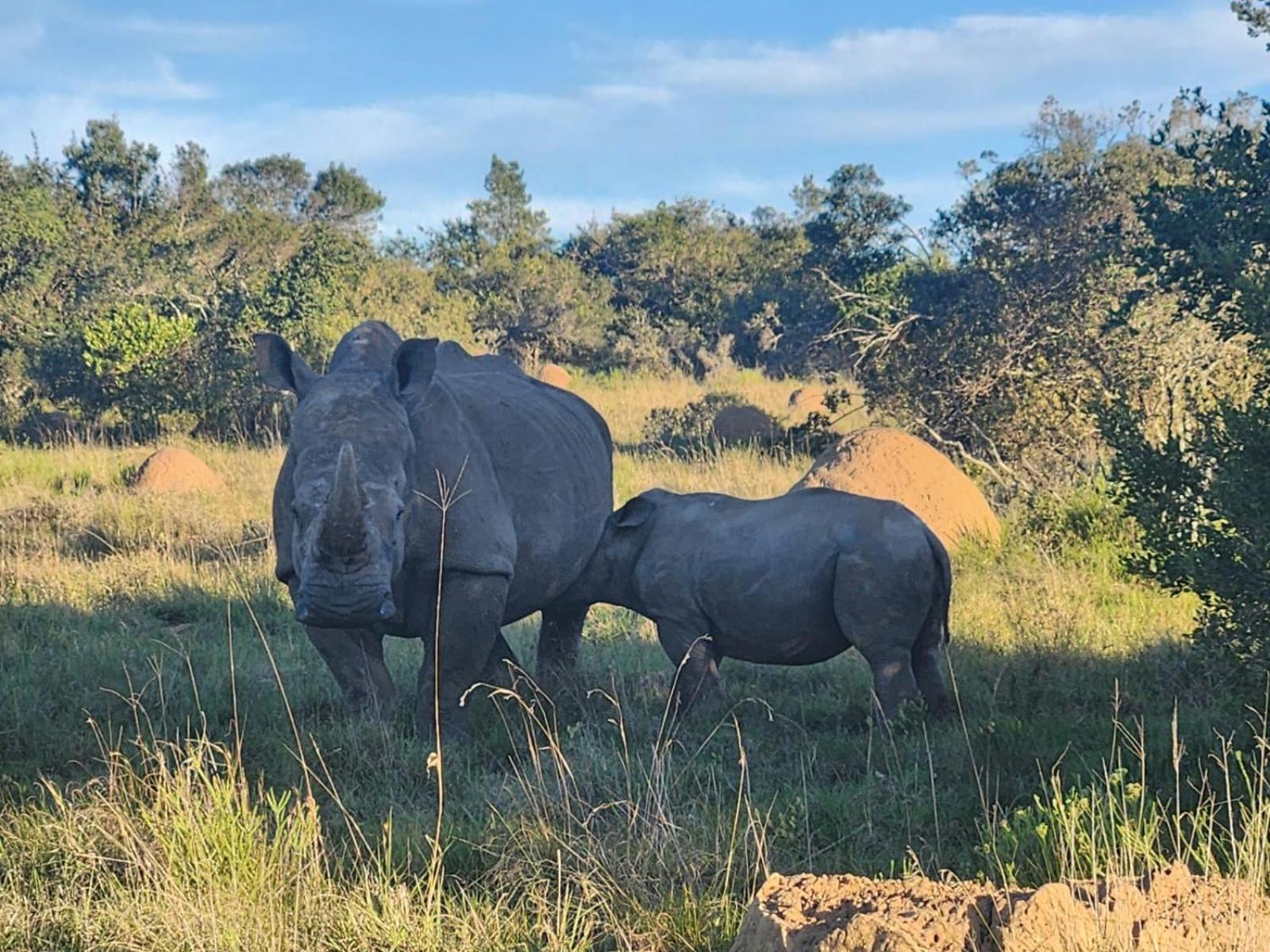 Parkview Safari Lodge コルチェスター エクステリア 写真