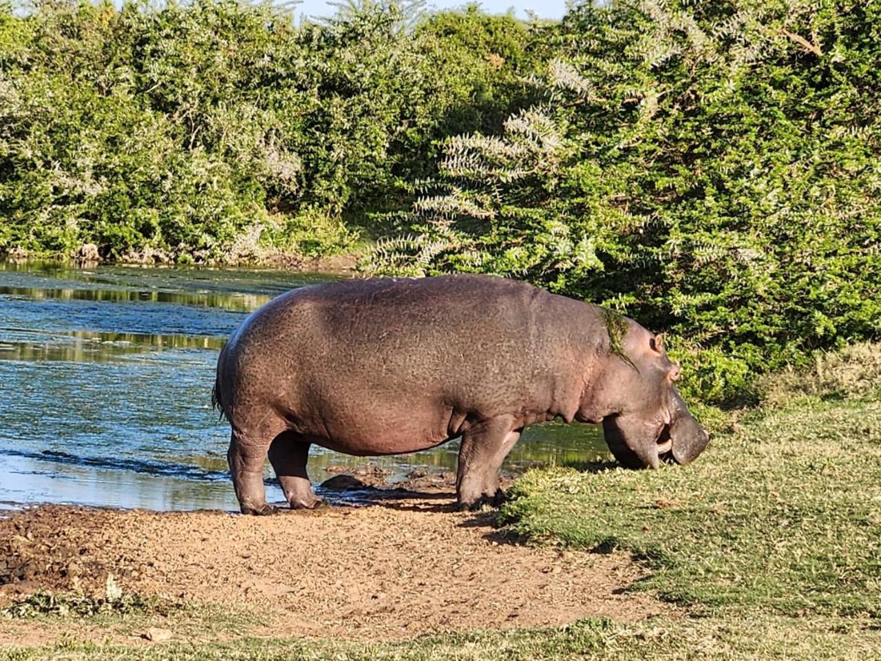 Parkview Safari Lodge コルチェスター エクステリア 写真