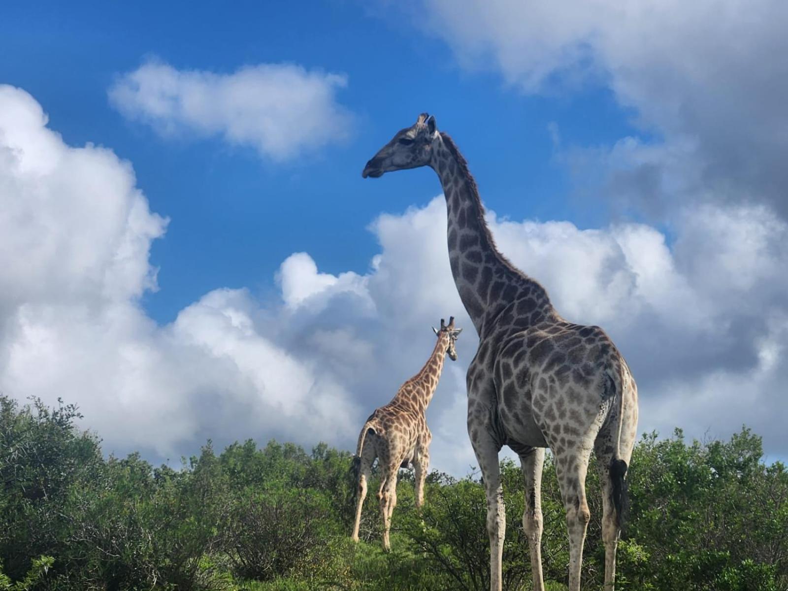 Parkview Safari Lodge コルチェスター エクステリア 写真