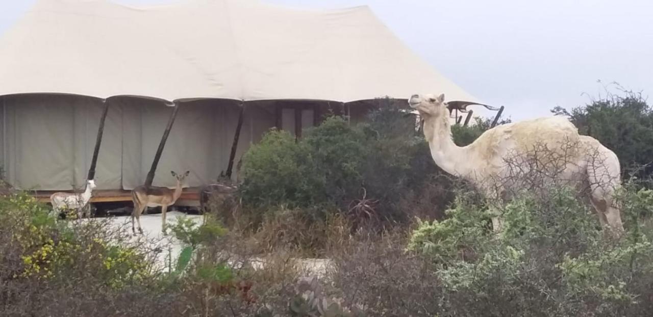 Parkview Safari Lodge コルチェスター エクステリア 写真